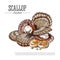 Scallop seafood colored sketch vector illustration. Japanese cuisine, shellfish food vintage drawing for package design.