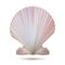 Scallop seashell