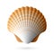 Scallop seashell