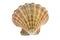 Scallop Seashell