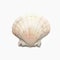 Scallop seashell