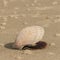 Scallop seashell lying on sandy beach