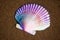 Scallop seashell ocean mollusk