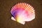 Scallop seashell ocean mollusk