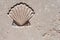 Scallop Seashell - Symbol of Pilgrimage