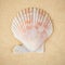 Scallop shell closeup