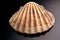 Scallop shell - decoration object