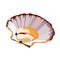 Scallop in shell icon isolated on white background, fresh tasty seafood, healthy food, vector illustration.