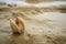 Scallop shell nestling in the sand.