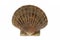 Scallop shell, (Pecten maximus)