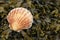 Scallop shell on seaweed