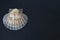 Scallop shell on a slate plate