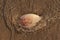 Scallop Shell  on wet sand on the beach at sunrise. Pectinidae. Natural Seashell.