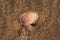 Scallop Shell  on wet sand on the beach at sunrise. Pectinidae. Natural Seashell.