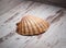 Scallop shell on wooden background