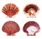 Scallop shells