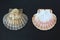 Scallop shells on a slate plate