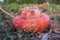 A scallop squash pumpkin variety in the field