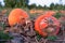 A scallop squash variety of pumpkin in the field