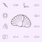 scallop tupa icon. Fish icons universal set for web and mobile