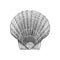 Scallop vector sketch. Drawn illustration of shell