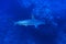 Scalloped hammerhead shark