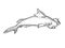 Scalloped hammerhead or Sphyrna lewini Endangered Wildlife Cartoon Mono Line Drawing