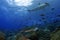 Scalloped Hammerhead and Spotted Eagle Ray, Wolf Island, Galapagos