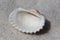 Scalloped Sea Shell Sitting on a White Sand Beach