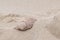 A scalloped shell on Bournemouth Beach