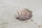 A scalloped shell on Bournemouth Beach