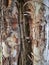 The scalloped tree bark - rough tree bark