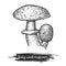 Scaly or blushing wood mushroom sketching vector