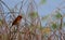 The scaly breasted brown bird on dried stem.