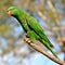 Scaly-breasted lorikeet