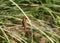 Scaly breasted munia