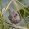 Scaly-breasted Munia