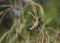 Scaly-breasted Munia