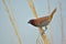 Scaly-breasted munia