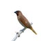 Scaly-breasted Munia bird