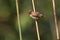 Scaly-breasted munia bird in Nepal