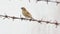 Scaly-breasted Munia birds