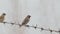 Scaly-breasted Munia birds on the barbed wire fence.