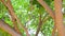 Scaly-breasted munia birds on tree branch in the park