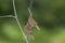 Scaly-breasted munia on branch