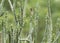 Scaly-breasted Munia Sparrow and Cactus Plant