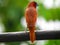 The scaly-breasted munia or spotted munia bird Lonchura punctulata or nutmeg mannikin or spice finch,