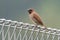 Scaly-breasted munia or spotted munia - Lonchura punctulata, known as nutmeg mannikin or spice finch, sparrow-sized estrildid