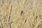 A scaly breasted munia or spotted munia nutmeg mannikin perching on a sheaf of paddy