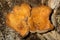 Scaly chanterelle mushroom at the John Hay National Wildlife Refuge